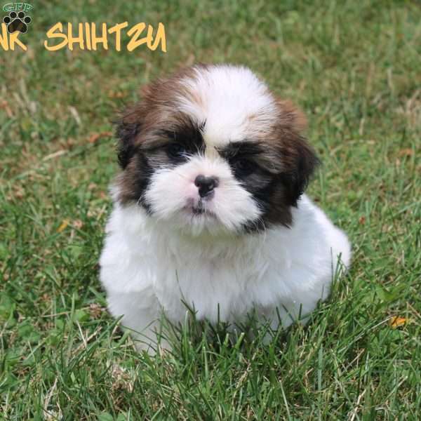 Hank, Shih Tzu Puppy